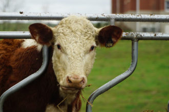 A cow munched on hay at St. Catharine Farm in St. Catharine, Ky. The farm is a ministry of the Dominican Sisters of Peace and sits adjacent to the sisters’ Motherhouse. (Record Photo by Jessica Able)