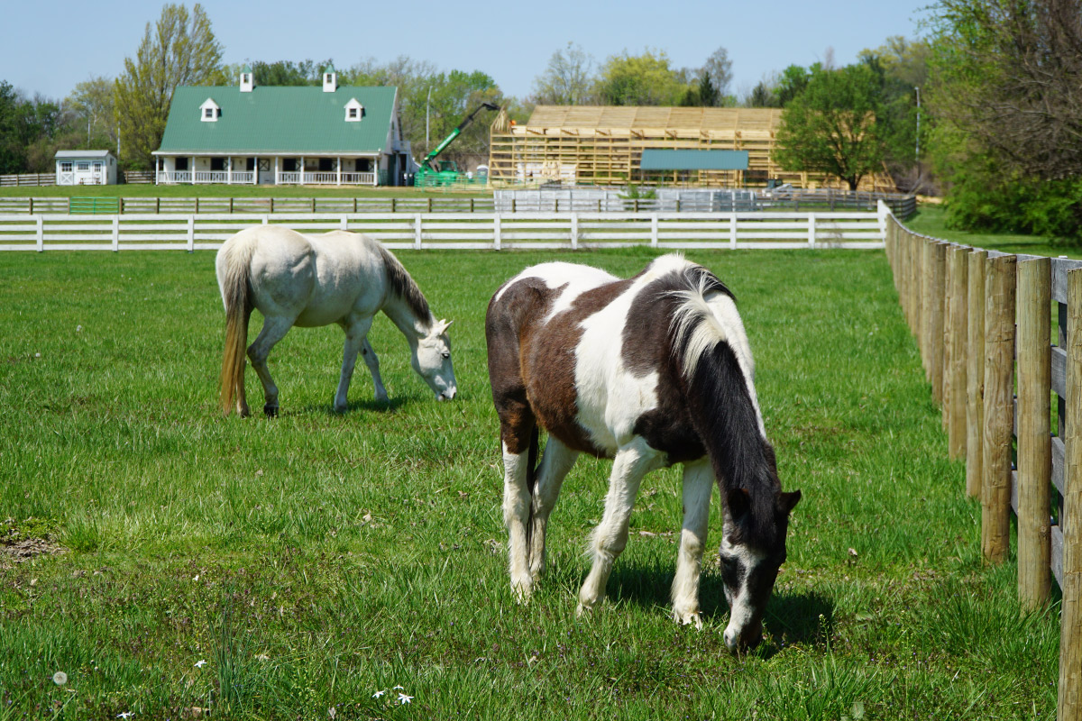 Indoor riding arena will expand haven’s equine therapy program The